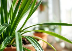 Hoya Linearis Care: Light, Watering, Soil & Propagation